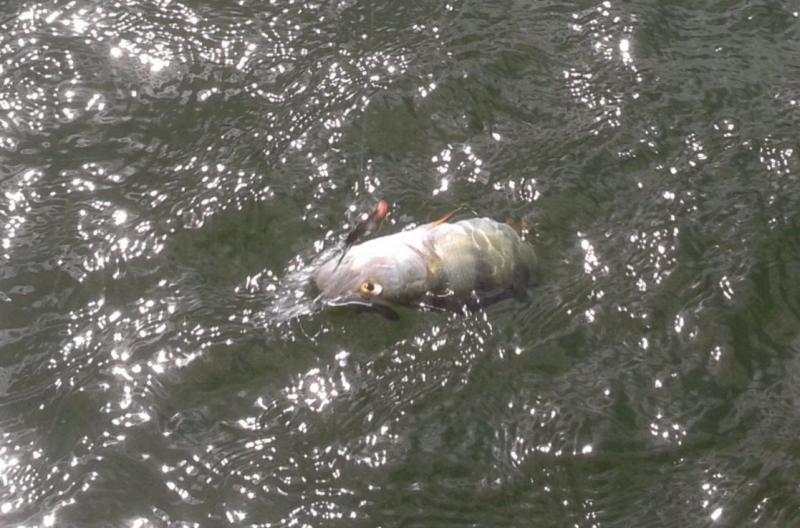 Shrap-Drakers.pl | Shrap Drakers Fishing | Wędkarstwo 