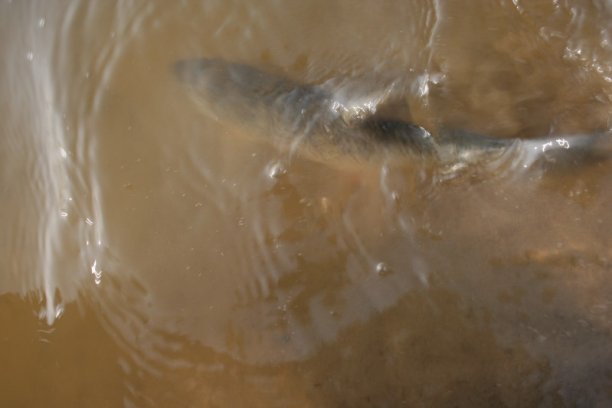 Shrap-Drakers.pl | Shrap Drakers Fishing | Wędkarstwo 