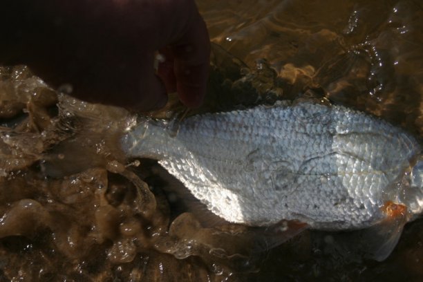 Shrap-Drakers.pl | Shrap Drakers Fishing | Wędkarstwo 