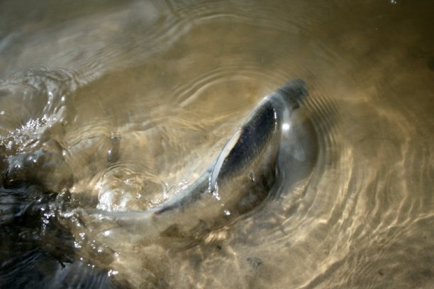 Shrap-Drakers.pl | Shrap Drakers Fishing | Wędkarstwo 