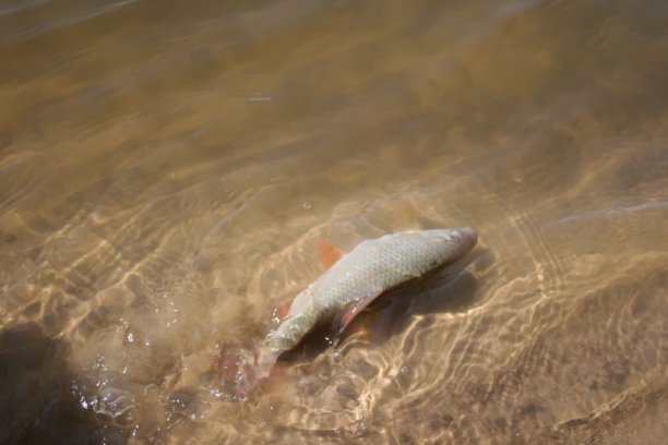 Shrap-Drakers.pl | Shrap Drakers Fishing | Wędkarstwo 