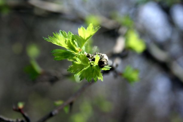 Shrap-Drakers.pl | Shrap Drakers Fishing | Wędkarstwo 