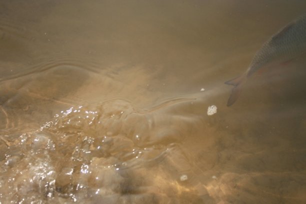 Shrap-Drakers.pl | Shrap Drakers Fishing | Wędkarstwo 