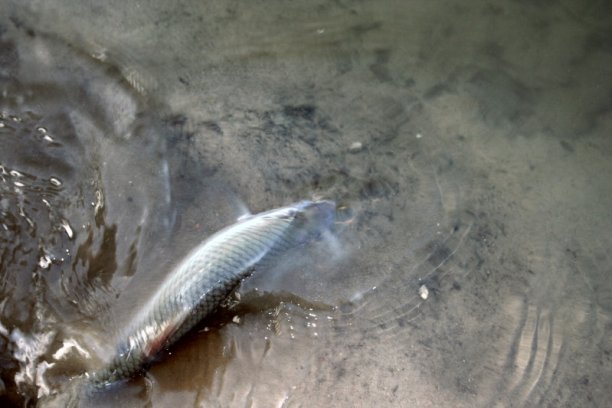 Shrap-Drakers.pl | Shrap Drakers Fishing | Wędkarstwo 