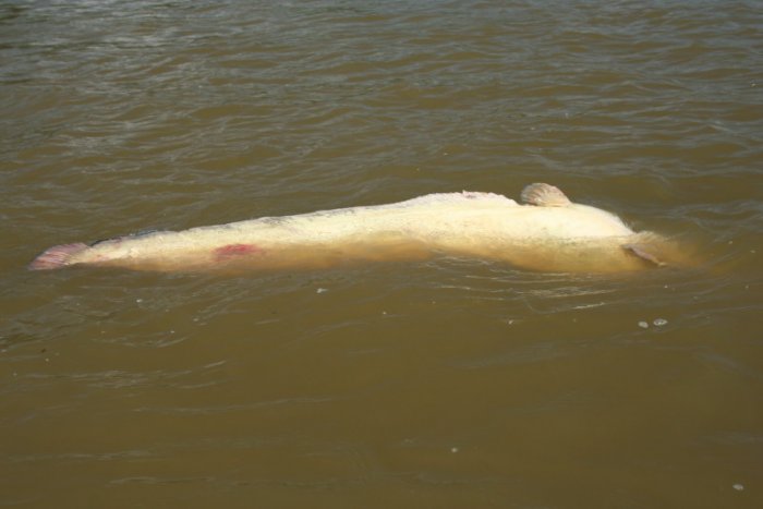 Shrap-Drakers.pl | Shrap Drakers Fishing | Wędkarstwo 