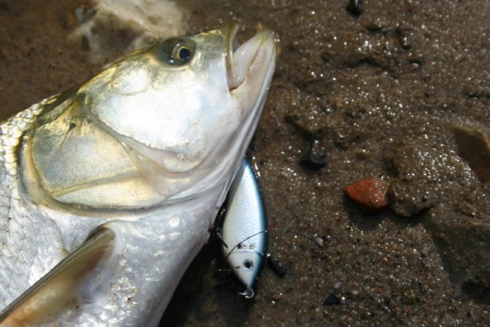 Shrap-Drakers.pl | Shrap Drakers Fishing | Wędkarstwo 