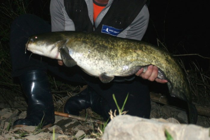 Shrap-Drakers.pl | Shrap Drakers Fishing | Wędkarstwo 