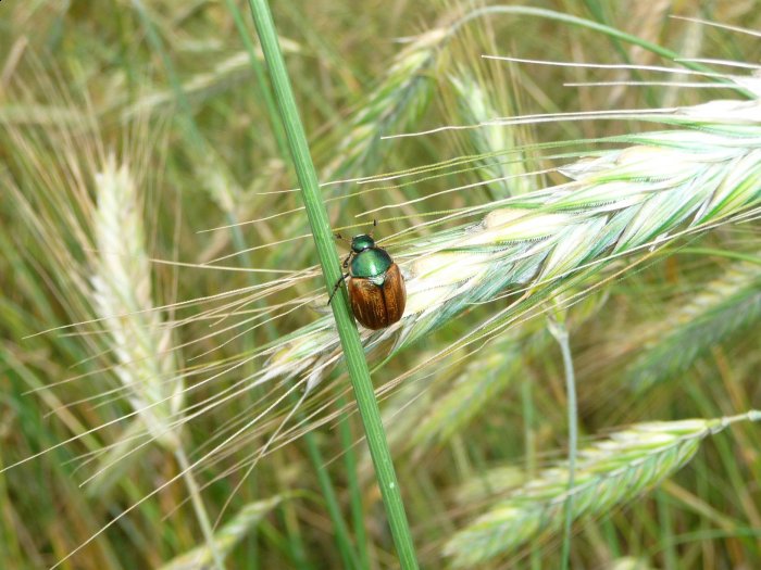Shrap-Drakers.pl | Shrap Drakers Fishing | Wędkarstwo 