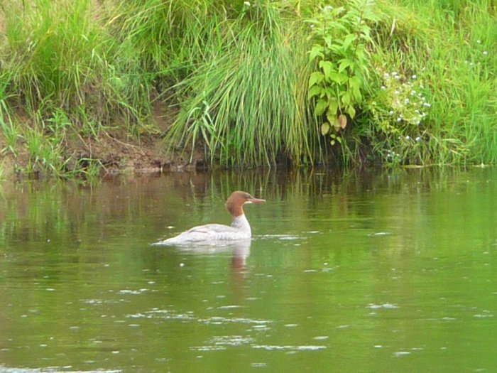 Shrap-Drakers.pl | Shrap Drakers Fishing | Wędkarstwo 