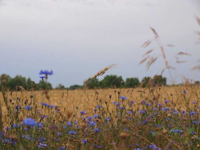 Shrap-Drakers.pl | Shrap Drakers Fishing | Wędkarstwo 