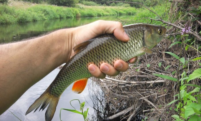 Shrap-Drakers.pl | Shrap Drakers Fishing | Wędkarstwo 