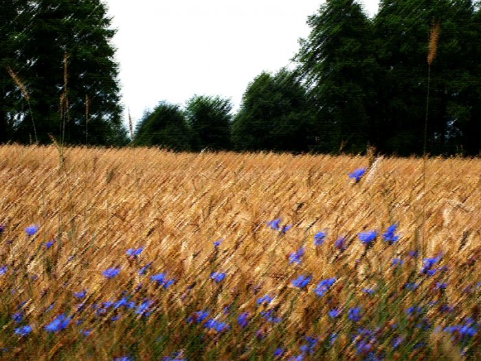 Shrap-Drakers.pl | Shrap Drakers Fishing | Wędkarstwo 