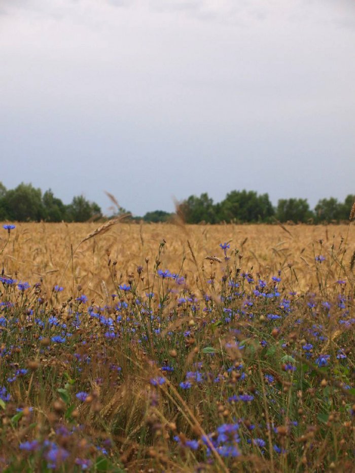 Shrap-Drakers.pl | Shrap Drakers Fishing | Wędkarstwo 