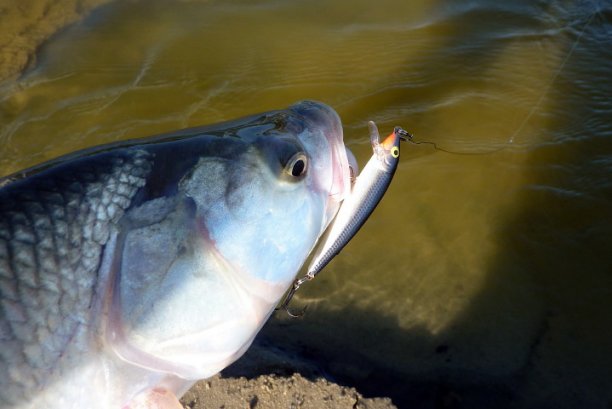 Shrap-Drakers.pl | Shrap Drakers Fishing | Wędkarstwo 