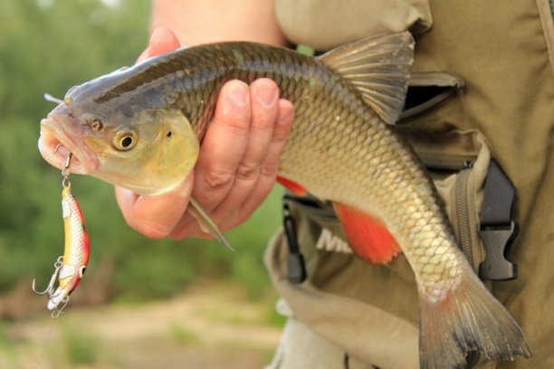 Shrap-Drakers.pl | Shrap Drakers Fishing | Wędkarstwo 