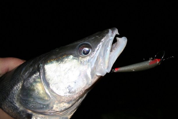 Shrap-Drakers.pl | Shrap Drakers Fishing | Wędkarstwo 