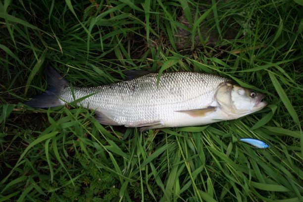 Shrap-Drakers.pl | Shrap Drakers Fishing | Wędkarstwo 