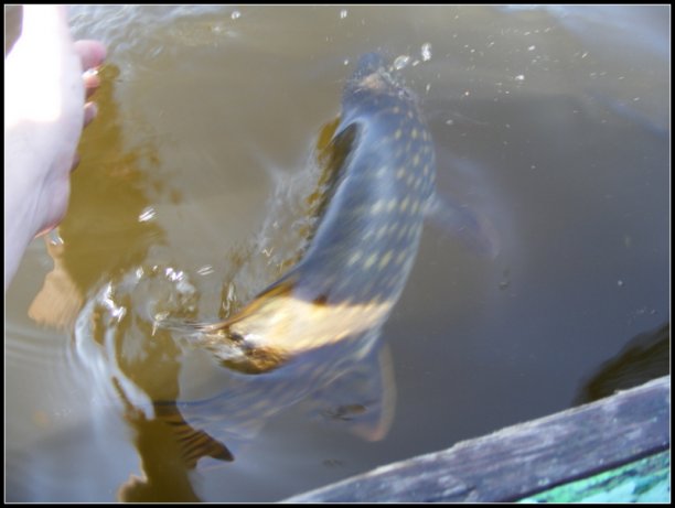 Shrap-Drakers.pl | Shrap Drakers Fishing | Wędkarstwo 