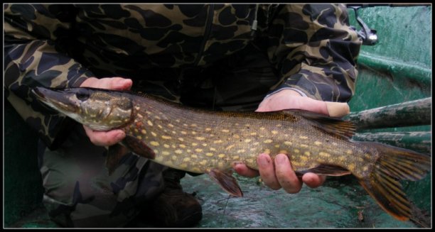 Shrap-Drakers.pl | Shrap Drakers Fishing | Wędkarstwo 