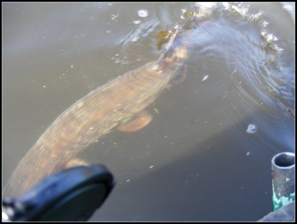 Shrap-Drakers.pl | Shrap Drakers Fishing | Wędkarstwo 