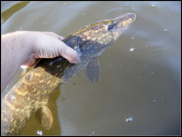 Shrap-Drakers.pl | Shrap Drakers Fishing | Wędkarstwo 