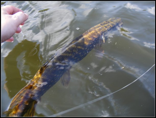 Shrap-Drakers.pl | Shrap Drakers Fishing | Wędkarstwo 