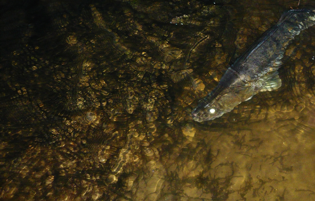 Shrap-Drakers.pl | Shrap Drakers Fishing | Wędkarstwo 