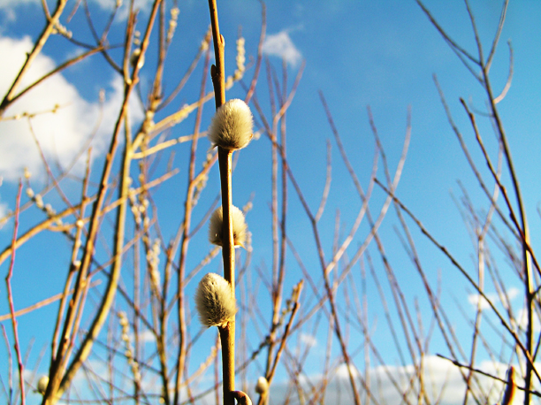 Shrap-Drakers.pl | Shrap Drakers Fishing | Wędkarstwo 