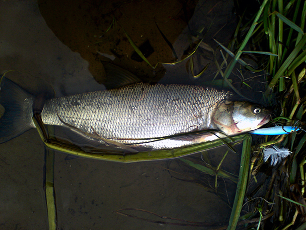 Shrap-Drakers.pl | Shrap Drakers Fishing | Wędkarstwo 