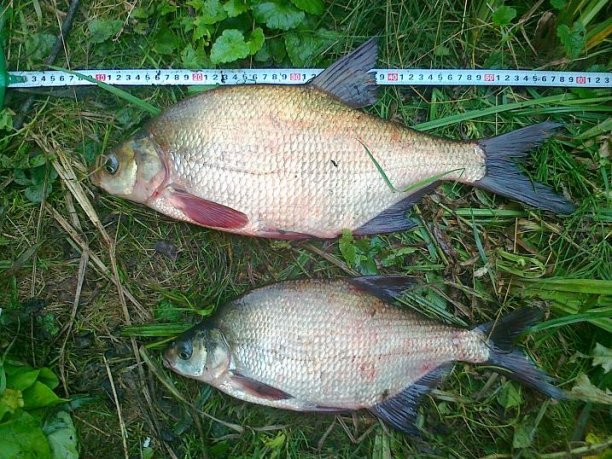 Shrap-Drakers.pl | Shrap Drakers Fishing | Wędkarstwo 