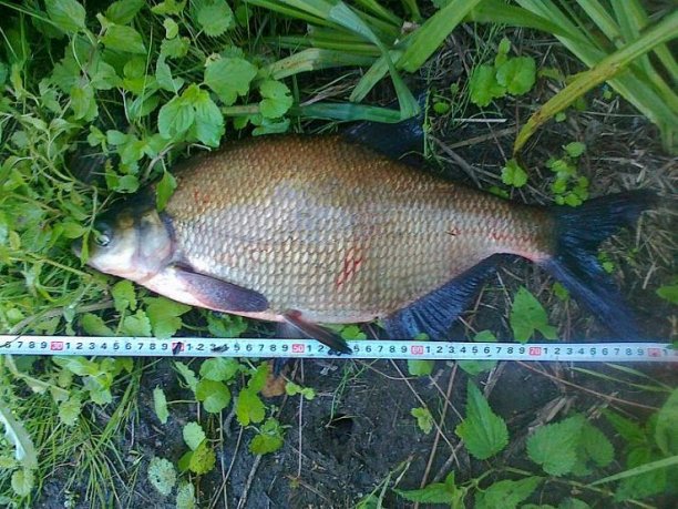 Shrap-Drakers.pl | Shrap Drakers Fishing | Wędkarstwo 