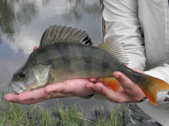 Shrap-Drakers.pl | Shrap Drakers Fishing | Wędkarstwo 