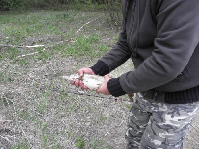 Shrap-Drakers.pl | Shrap Drakers Fishing | Wędkarstwo 