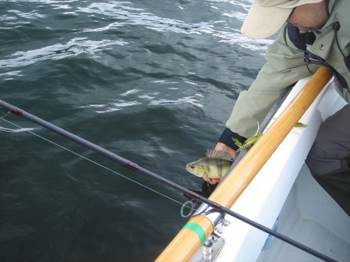 Shrap-Drakers.pl | Shrap Drakers Fishing | Wędkarstwo 