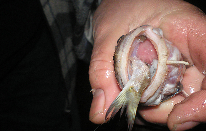 Shrap-Drakers.pl | Shrap Drakers Fishing | Wędkarstwo 