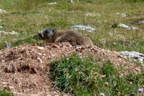 Shrap-Drakers.pl | Shrap Drakers Fishing | Wędkarstwo 