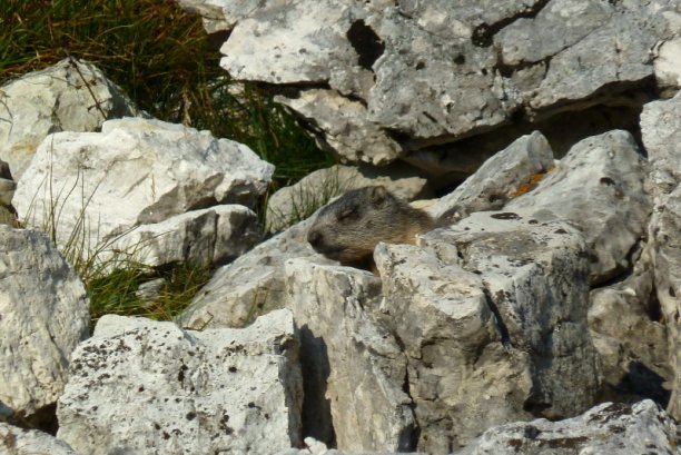 Shrap-Drakers.pl | Shrap Drakers Fishing | Wędkarstwo 