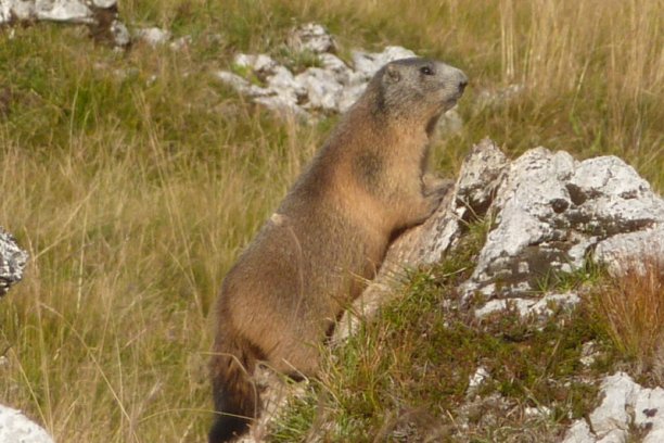 Shrap-Drakers.pl | Shrap Drakers Fishing | Wędkarstwo 