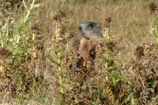 Shrap-Drakers.pl | Shrap Drakers Fishing | Wędkarstwo 