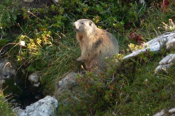 Shrap-Drakers.pl | Shrap Drakers Fishing | Wędkarstwo 