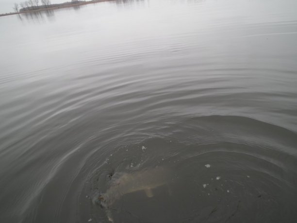 Shrap-Drakers.pl | Shrap Drakers Fishing | Wędkarstwo 