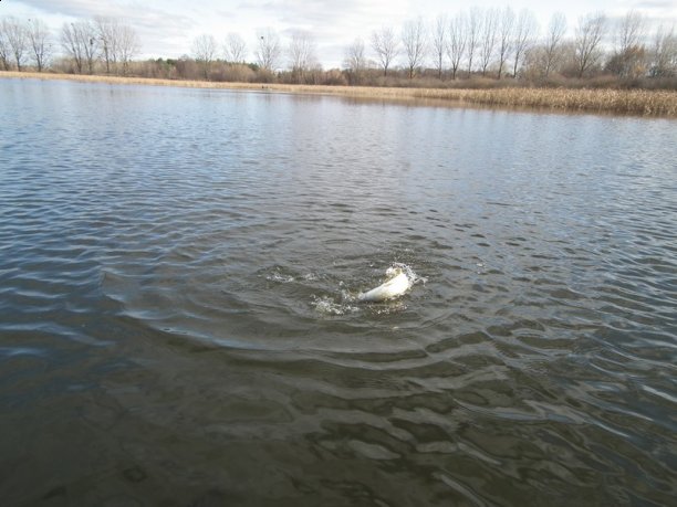 Shrap-Drakers.pl | Shrap Drakers Fishing | Wędkarstwo 