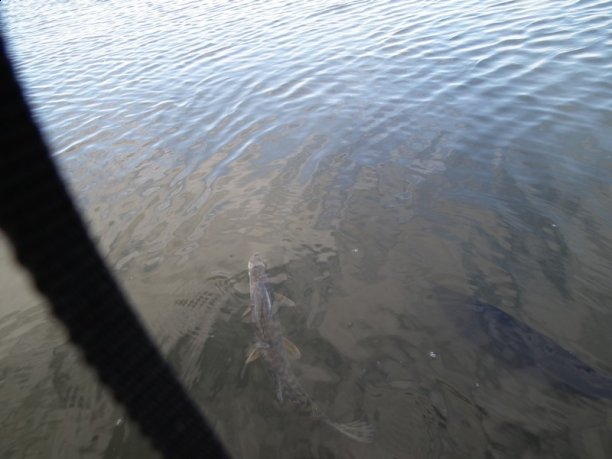 Shrap-Drakers.pl | Shrap Drakers Fishing | Wędkarstwo 