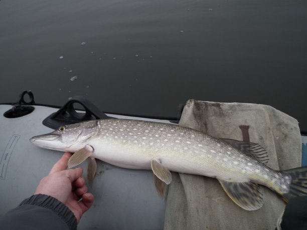 Shrap-Drakers.pl | Shrap Drakers Fishing | Wędkarstwo 