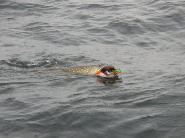 Shrap-Drakers.pl | Shrap Drakers Fishing | Wędkarstwo 