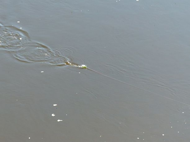 Shrap-Drakers.pl | Shrap Drakers Fishing | Wędkarstwo 