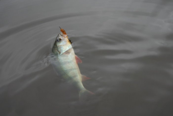 Shrap-Drakers.pl | Shrap Drakers Fishing | Wędkarstwo 