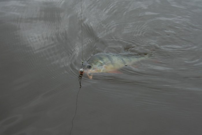 Shrap-Drakers.pl | Shrap Drakers Fishing | Wędkarstwo 