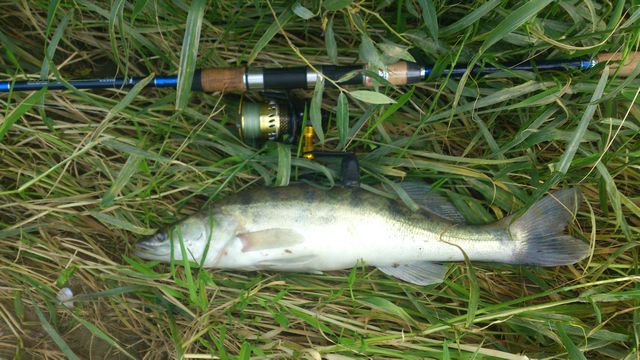 Wisła 5 vi kopyto 2.jpg