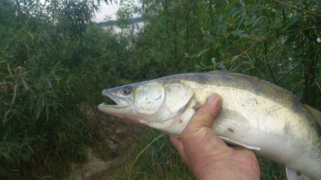 Wisła 5 vi kopyto 1.jpg